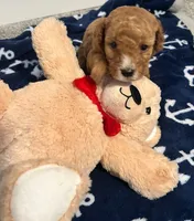 Bentley , a male Poodle - Miniature  for sale in Novi, MI – 2 of 4