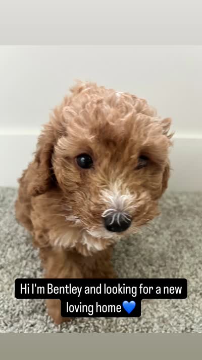 Bentley , a male Poodle - Miniature  for sale in Novi, MI – 2 of 3