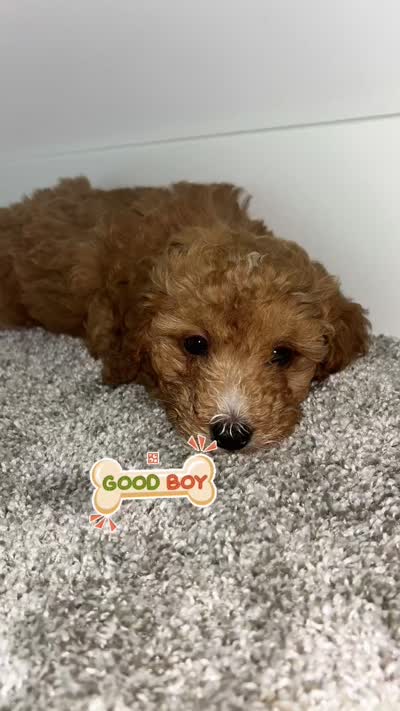 Bentley , a male Poodle - Miniature  for sale in Novi, MI – 3 of 3