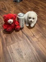 Snoopy, a female Pomeranian for sale in Sterling Heights, MI – Photo 4 of 10