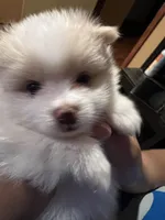 Snoopy, a female Pomeranian for sale in Sterling Heights, MI – Photo 6 of 10