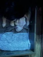 Snoopy, a female Pomeranian for sale in Sterling Heights, MI – Photo 7 of 10