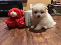 Snoopy, a female Pomeranian for sale in Sterling Heights, MI – Photo 3 of 10
