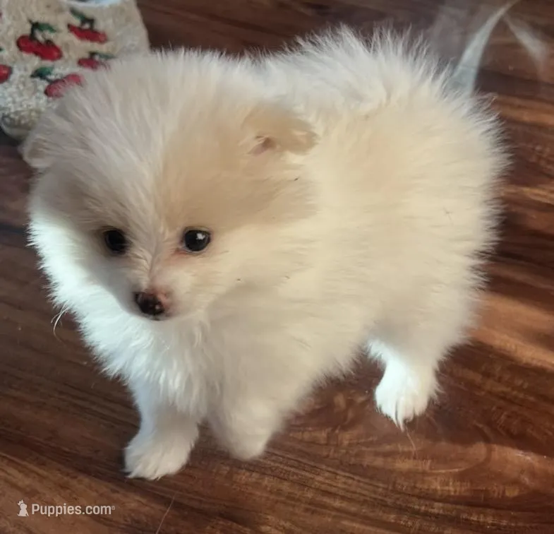 Snoopy – Pomeranian puppy for sale in Sterling Heights, MI