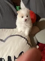 Snoopy, a female Pomeranian for sale in Sterling Heights, MI – Photo 9 of 10