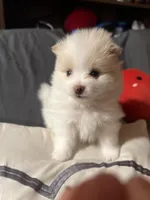 Snoopy, a female Pomeranian for sale in Sterling Heights, MI – Photo 8 of 10