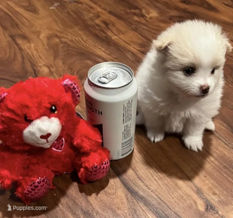 Snoopy – Pomeranian puppy for sale in Sterling Heights, MI