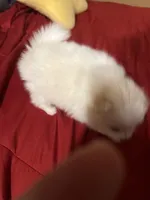 Snoopy, a female Pomeranian for sale in Sterling Heights, MI – Photo 10 of 10