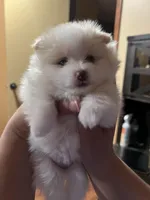 Snoopy, a female Pomeranian for sale in Sterling Heights, MI – Photo 2 of 10