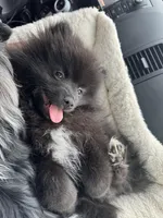 Maximilian, a male Pomeranian for sale in San Antonio, TX – Photo 8 of 8