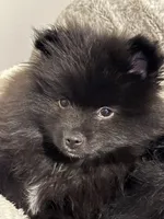 Maximilian, a male Pomeranian for sale in San Antonio, TX – Photo 3 of 8