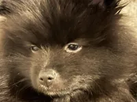 Maximilian, a male Pomeranian for sale in San Antonio, TX – Photo 5 of 8