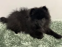 Maximilian, a male Pomeranian for sale in San Antonio, TX – Photo 6 of 8