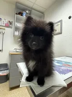 Maximilian, a male Pomeranian for sale in San Antonio, TX – Photo 1 of 8