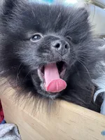 Maximilian, a male Pomeranian for sale in San Antonio, TX – Photo 4 of 8