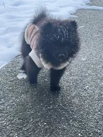 Maximilian, a male Pomeranian for sale in San Antonio, TX – Photo 7 of 8