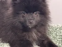 Maximilian, a male Pomeranian for sale in San Antonio, TX – Photo 2 of 8