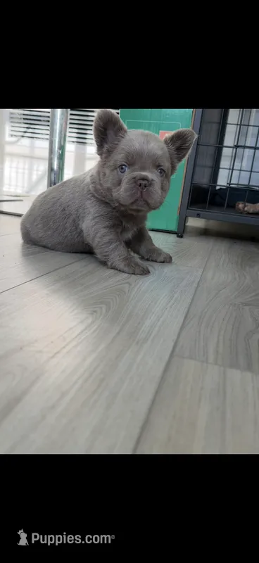 Nova – French Bulldog puppy for sale in Tampa, FL