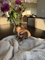 Princess , a female French Bulldog for sale in Tampa, FL – 2 of 4
