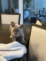 Nova , a female French Bulldog for sale in Tampa, FL – 4 of 4