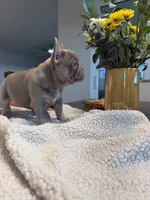 Luna, a female French Bulldog for sale in Tampa, FL – 5 of 7