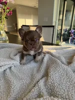 Princess , a female French Bulldog for sale in Tampa, FL – 3 of 4