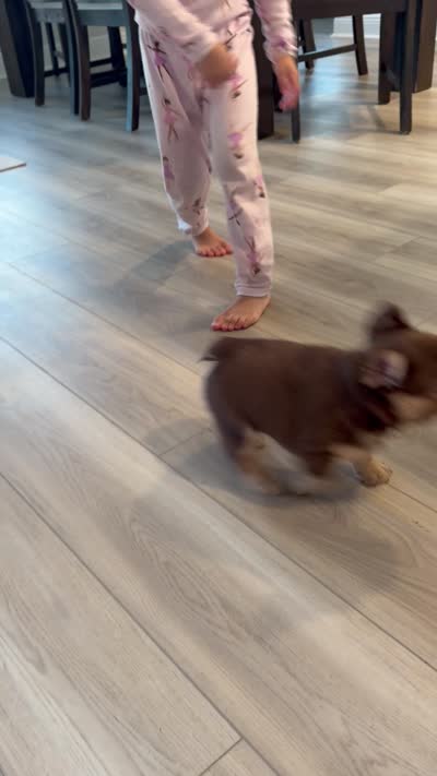 Chocolate, a male French Bulldog for sale in Tampa, FL – 4 of 5
