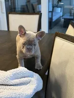 Nova , a female French Bulldog for sale in Tampa, FL – 3 of 4