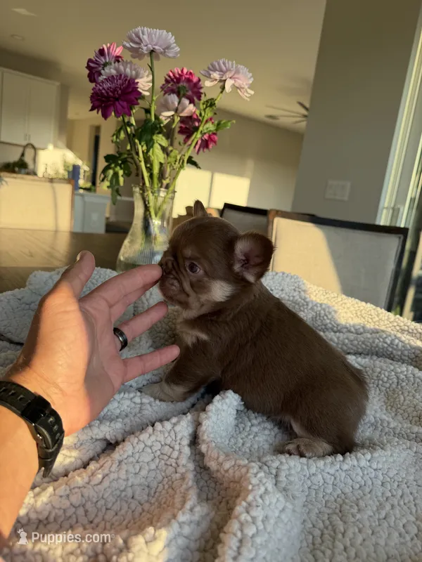 Princess  – French Bulldog puppy for sale in Tampa, FL