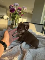 Princess , a female French Bulldog for sale in Tampa, FL – 1 of 4