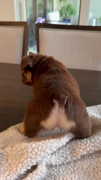 Chocolate, a male French Bulldog for sale in Tampa, FL – 5 of 5