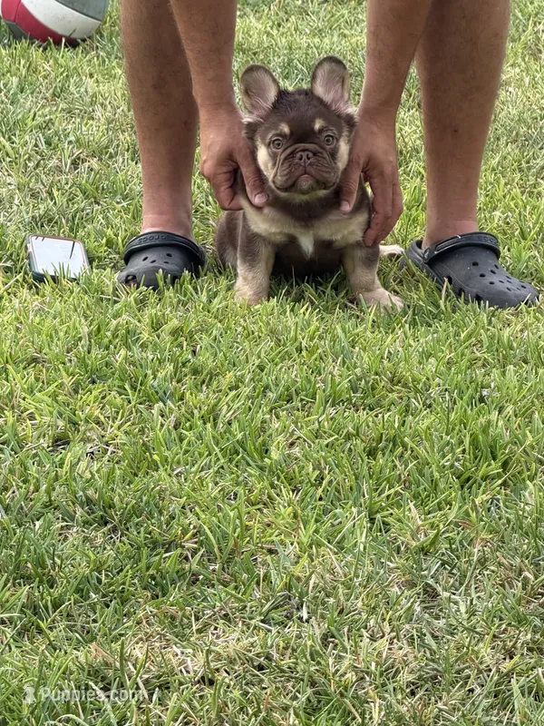 Chocolate – French Bulldog puppy for sale in Tampa, FL