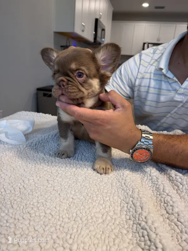 Princess  – French Bulldog puppy for sale in Tampa, FL