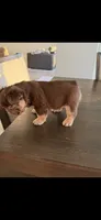 Chocolate, a male French Bulldog for sale in Tampa, FL – 2 of 5