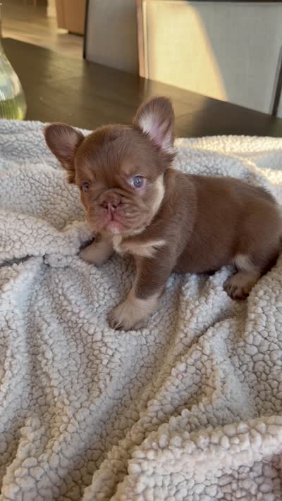 Princess , a female French Bulldog for sale in Tampa, FL – 4 of 4