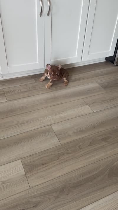 Max, a male French Bulldog for sale in Tampa, FL – 3 of 4