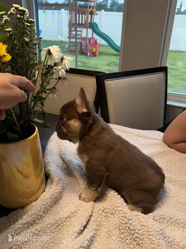 Princess  – French Bulldog puppy for sale in Tampa, FL