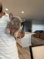Luna, a female French Bulldog for sale in Tampa, FL – 4 of 7
