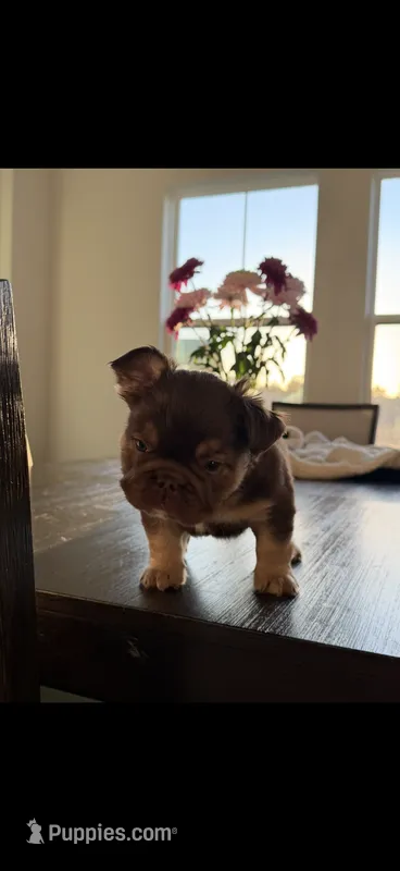 Chocolate – French Bulldog puppy for sale in Tampa, FL