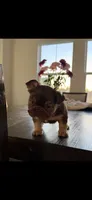 Chocolate, a male French Bulldog for sale in Tampa, FL – 1 of 5
