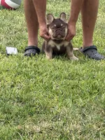 Chocolate, a male French Bulldog for sale in Tampa, FL – 6 of 8