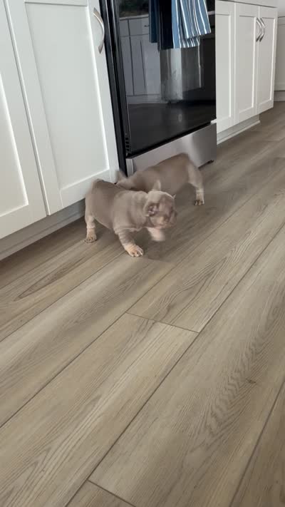 Twins , a female French Bulldog for sale in Tampa, FL – 6 of 6