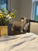Nova , a female French Bulldog for sale in Tampa, FL – 2 of 4