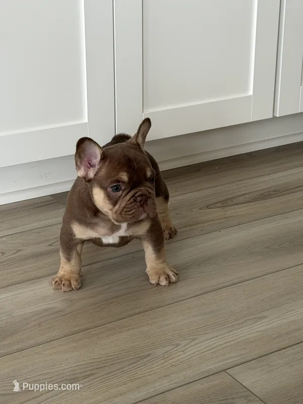 Max – French Bulldog puppy for sale in Tampa, FL