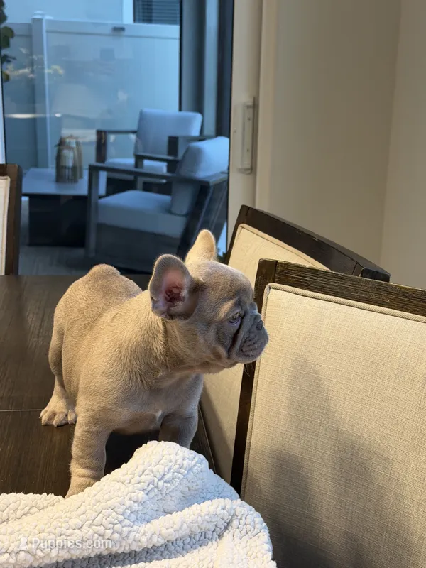 Nova  – French Bulldog puppy for sale in Tampa, FL