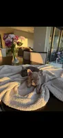 Twins , a female French Bulldog for sale in Tampa, FL – 1 of 6