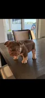 Chocolate, a male French Bulldog for sale in Tampa, FL – 3 of 5