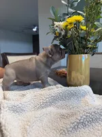 Luna, a female French Bulldog for sale in Tampa, FL – 6 of 7