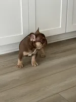 Max, a male French Bulldog for sale in Tampa, FL – 2 of 4