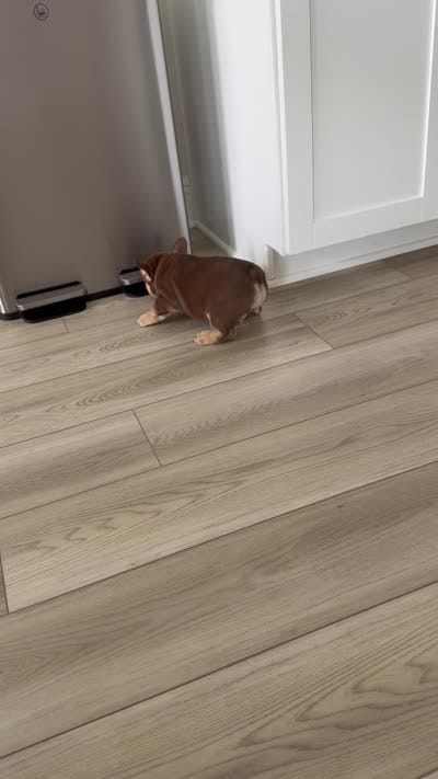 Max, a male French Bulldog for sale in Tampa, FL – 4 of 4